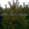 сосна крымская